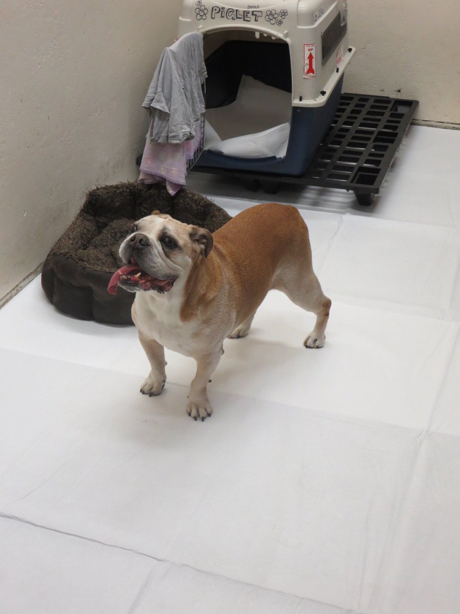 High_Tails's tweet photo. Another happy camper! #HighTails #FlyHappy #Pets #Dogs #EnglishBulldog https://t.co/A8aZpnBFhz