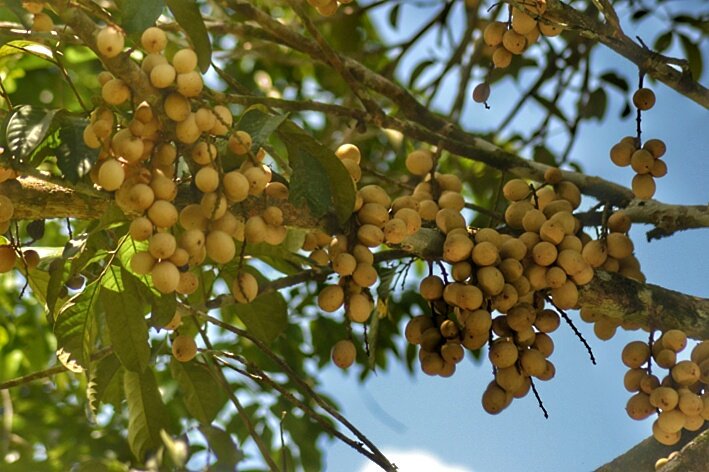 Langsat Tanjung, buah tangan paling diburu dr Tabalong, Kalsel #AyokeTabalong <a href="/visitkalsel/">#visitkalsel</a> <a href="/visittabalong/">#AyoKeTabalong</a>