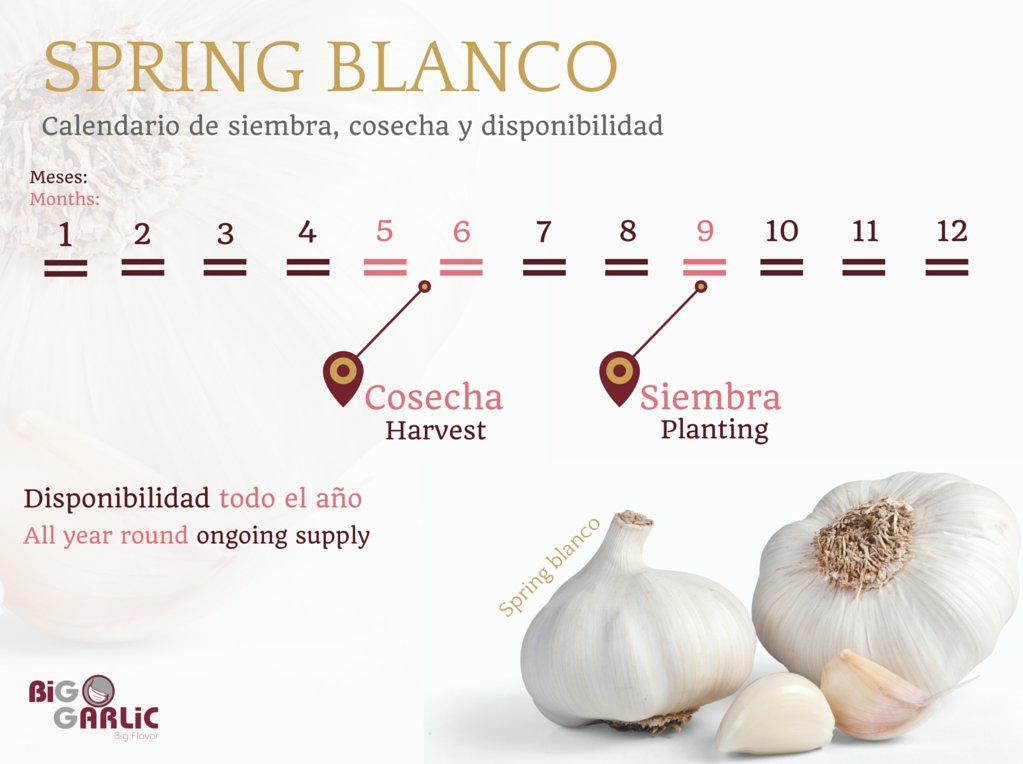 Big_Garlic's tweet photo. #FormaciónMundoAjo ¿Cuándo se realiza la siembra y cosecha del ajo #SpringBlanco? 😍 🌱 https://t.co/QAENA4n48A