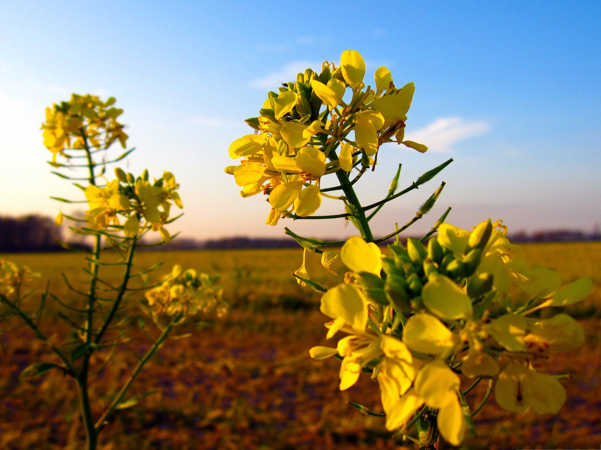 SituPriya's tweet photo. Love to have some time in Mustard fields. #IndianVillages. Aaaa Is makes me more lively : ))))))) https://t.co/Pm7eFCyCu5