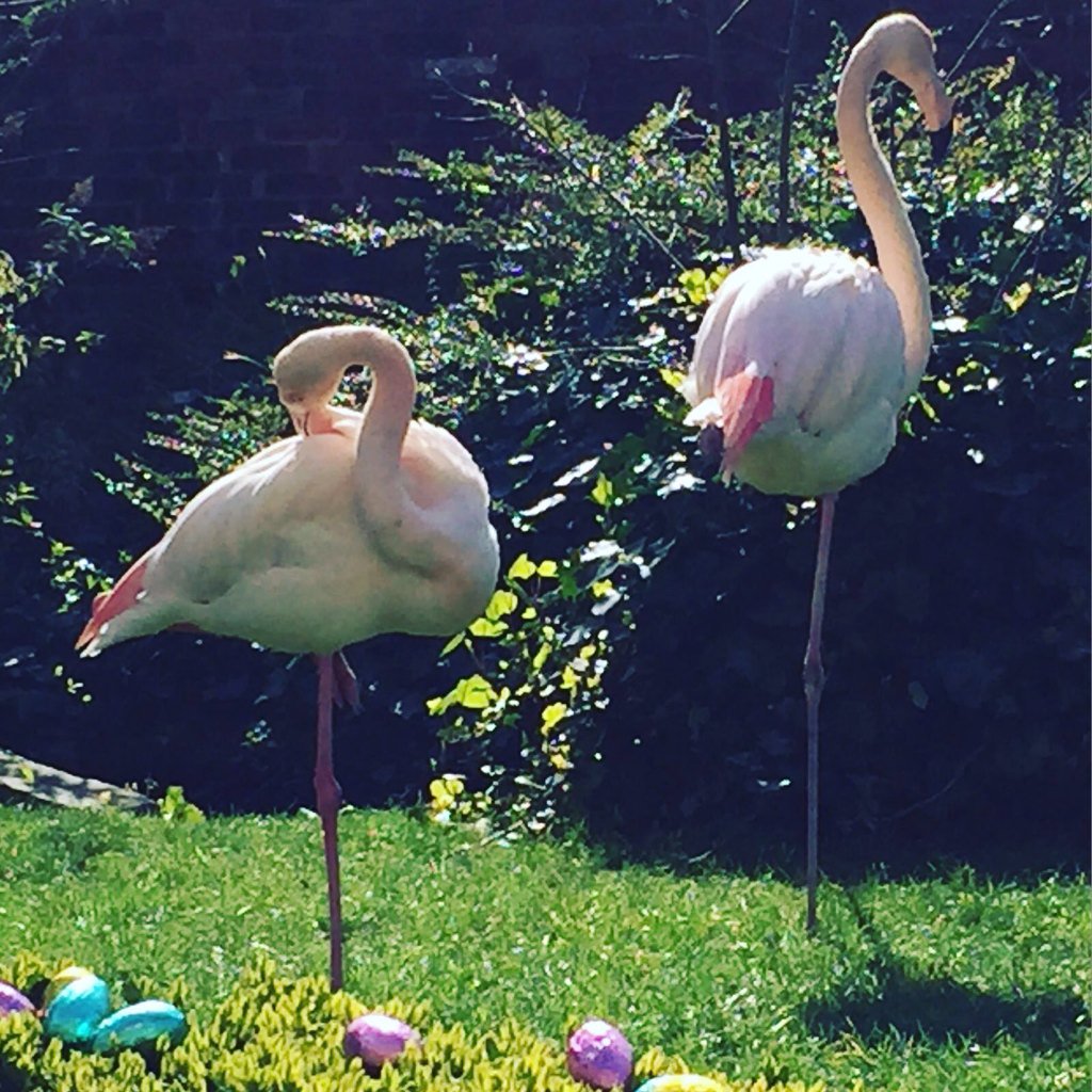 The <a href="/TheRoofGardens/">The Roof Gardens</a>' #flamingos have been helping us hide the eggs for our #StarlightEasterParty today! 💐🐣💐