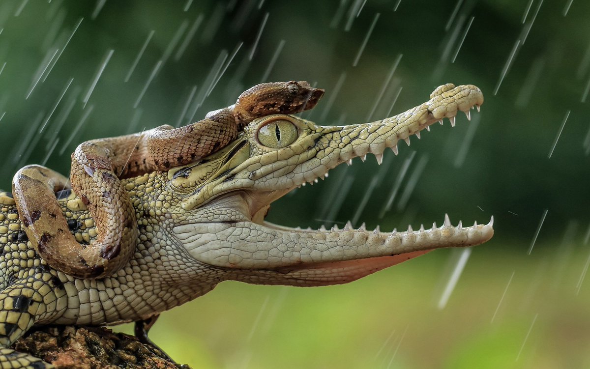 Telegraph Pictures tweet media