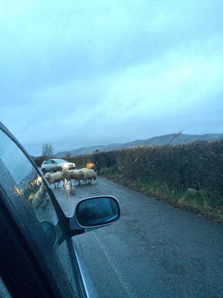 aprilcottageUK's tweet photo. Rush hour between Cartmel and Staveley in Cartmel #AprilCottage #LakeDistrict https://t.co/RBQl1rxzCT