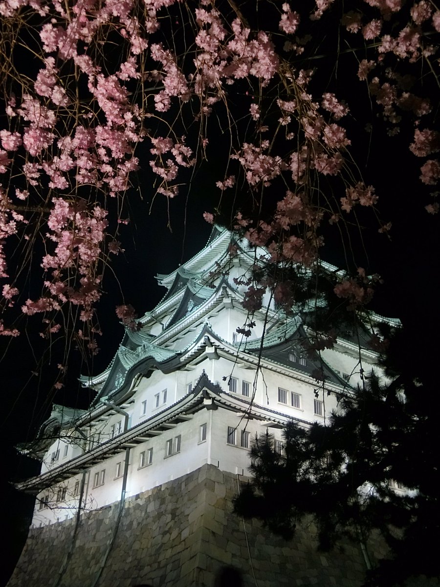 名古屋城の桜まつり22と開花や見頃は 駐車場と混雑口コミも調査