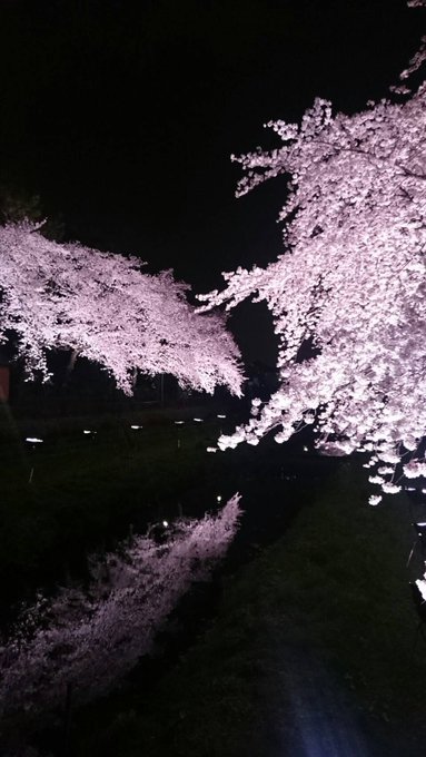 東京都調布市 野川の桜 おすすめ撮影スポット 時間 アクセスは