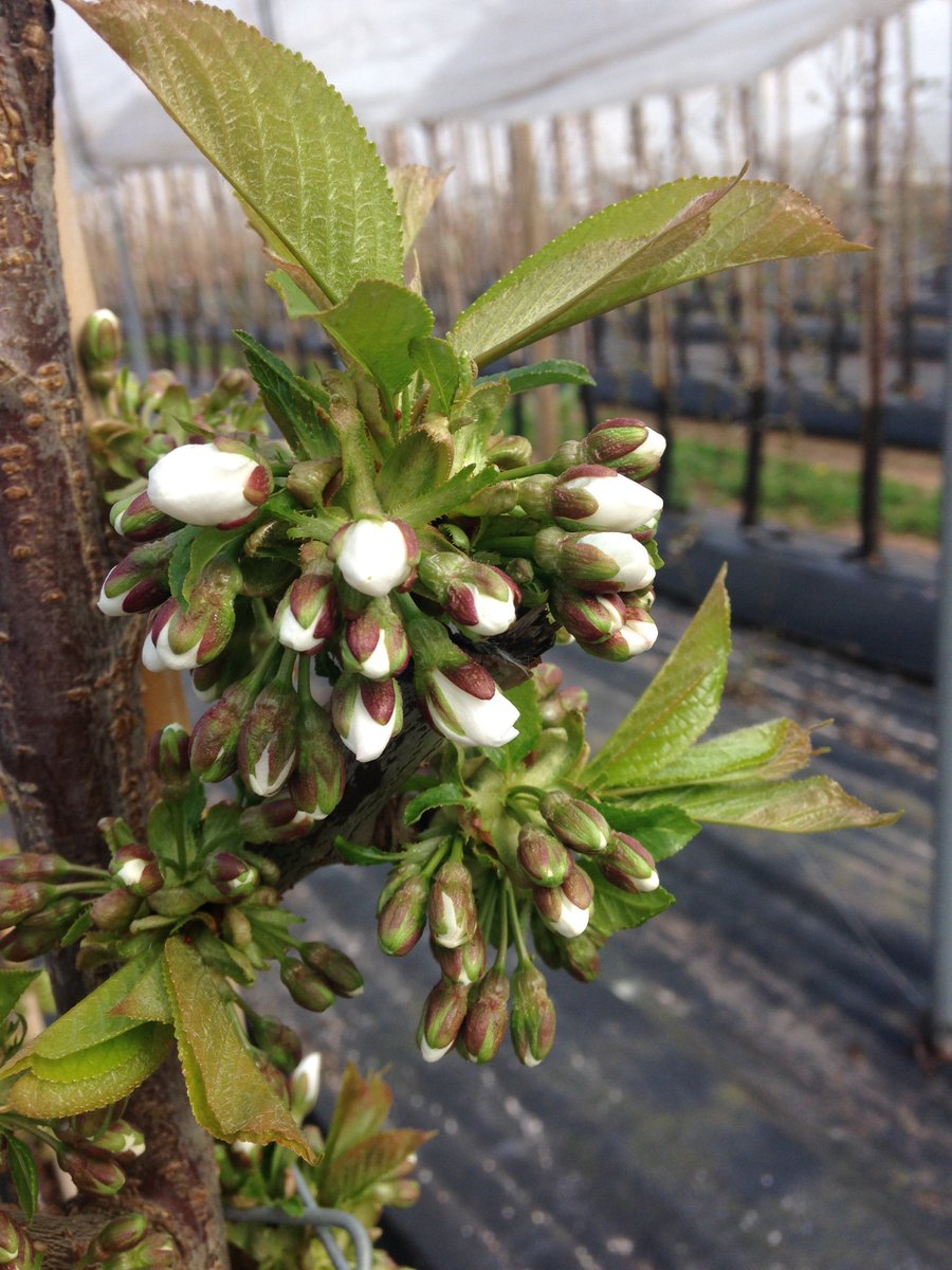 Lapins this morning on our intensive orchard. #cherryblossom #cherry #blossom - lowerhopecherries.co.uk/2016/lapins-th…