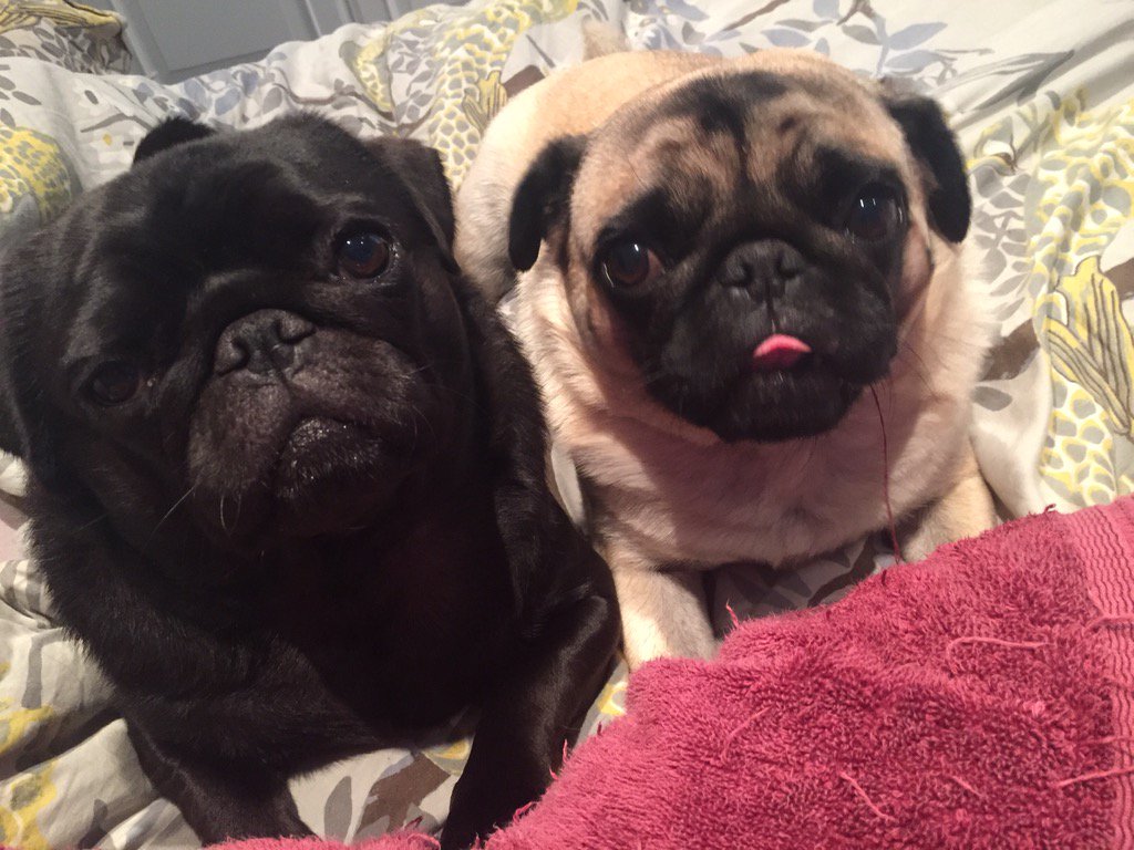 Tongue out Tuesday!! #cute #TongueOutTuesday #pug #lazy #towelchewer