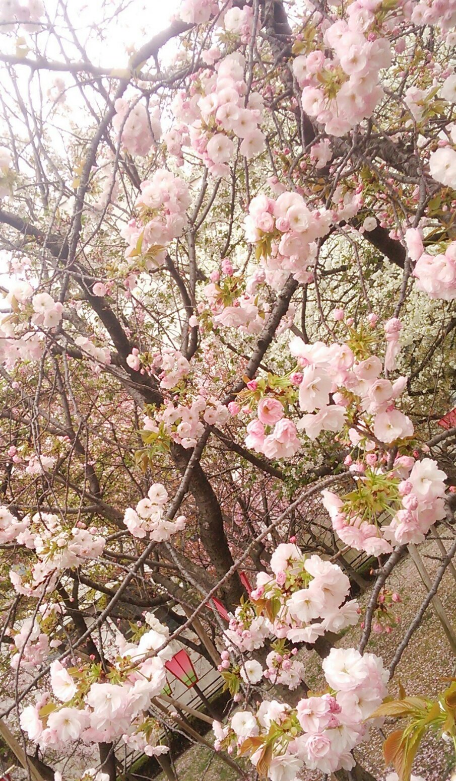 海翔 Kaito 4月5日 火 誕生花 八重桜 ヤエザクラ バラ科 花言葉 理知的な教養 しとやか 八重ざくら 待ちきれぬ人 花めぐり ありがとうございました 大蔵省 造幣局本局にて 本日撮影 一葉 イチヨウ T Co 64lfxmzxul Twitter 海翔 Kaito 4月5日 火 誕生花 八重桜 ヤエザクラ バラ科 花言葉 理知的な教養 しとやか 八重ざくら 待ちきれぬ人 花めぐり ありがとうございました 大蔵省 造幣局本局にて 本日撮影 一葉 イチヨウ T Co 64lfxmzxul Twitter