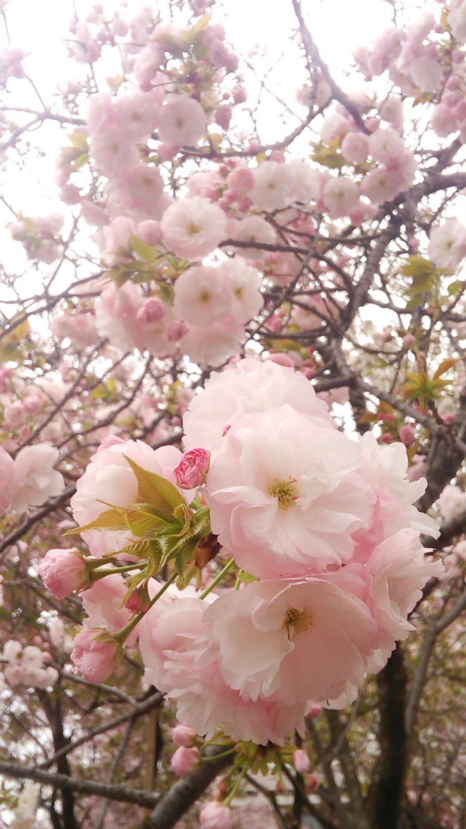 海翔 Kaito ４月５日 火 誕生花 八重桜 ヤエザクラ バラ科 花言葉 理知的な教養 しとやか 八重ざくら 待ちきれぬ人 花めぐり ありがとうございました 大蔵省 造幣局本局にて 本日撮影 一葉 イチヨウ T Co 64lfxmzxul Twitter