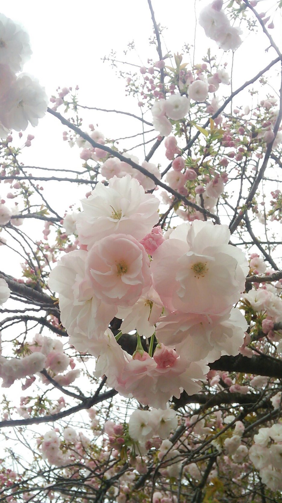 海翔 Kaito ４月５日 火 誕生花 八重桜 ヤエザクラ バラ科 花言葉 理知的な教養 しとやか 八重ざくら 待ちきれぬ人 花めぐり ありがとうございました 大蔵省 造幣局本局にて 本日撮影 一葉 イチヨウ T Co 64lfxmzxul Twitter