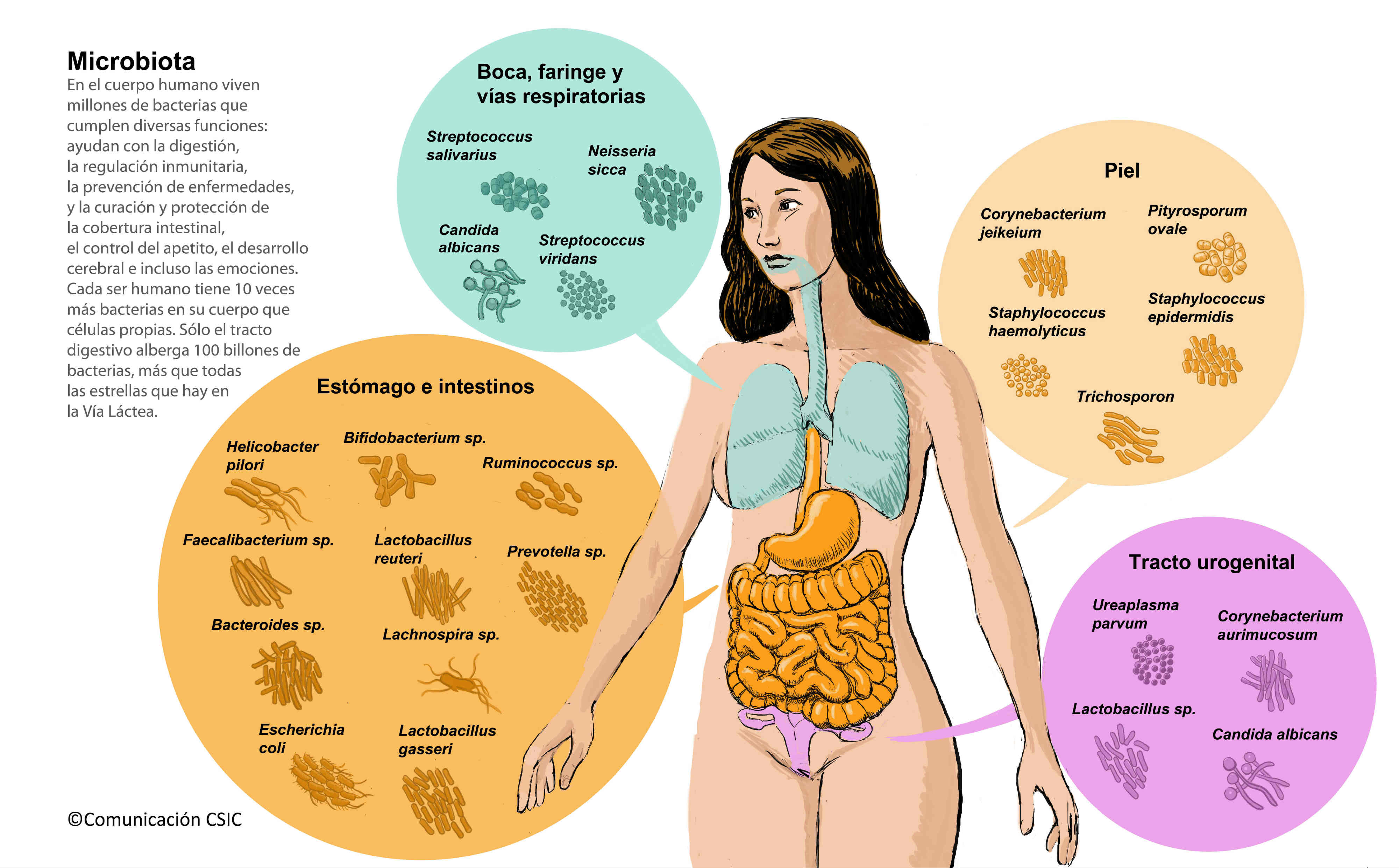 Como eliminar bacterias malas del intestino