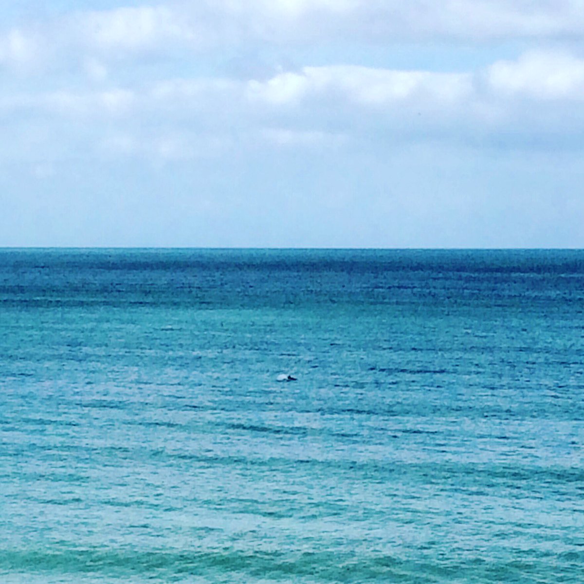 tritraininghrdr's tweet image. We finally saw dolphins at today's open water swim. Absolutely amazing to share the sea with them this morning! 🐬