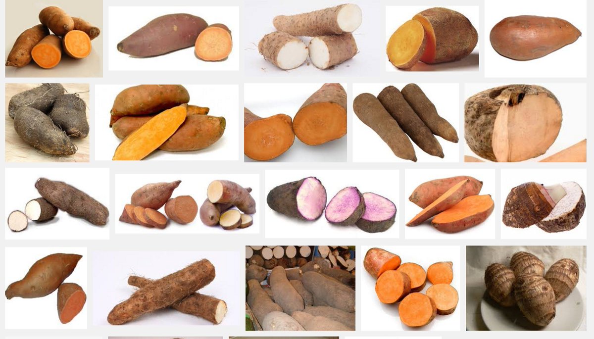 Di_264's tweet photo. Search YAM in google, you get a whole package... Ipomoea batatas, Dioscorea opposita, Colocasia esculenta, etc. https://t.co/fyOnXjuZOo