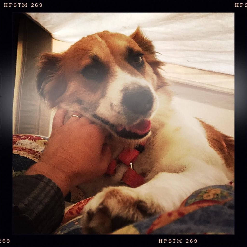 brianzig's tweet photo. My morning wake up call courtesy of Roxy. #dogoftheday #beaglelab #camping https://t.co/6pjNSko8e1 https://t.co/HLwofyTlJN