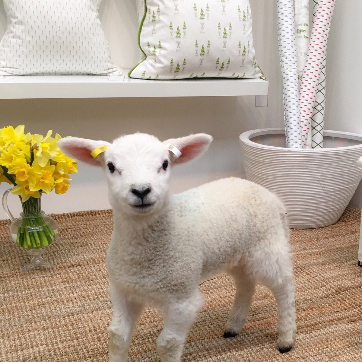 AbigailWinston's tweet photo. #sheepoftheweek @britishwool honoured to have had the beautiful Alexandra from @KirkwoodLambs on my stand @CLFairs https://t.co/TxBaLWeUpW