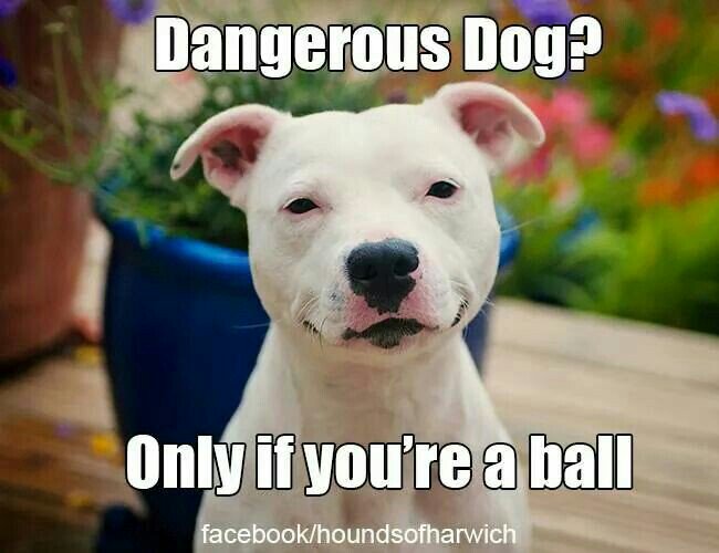 kaylamarie413's tweet photo. Killer of many balls https://t.co/c3yjMoQ6TS