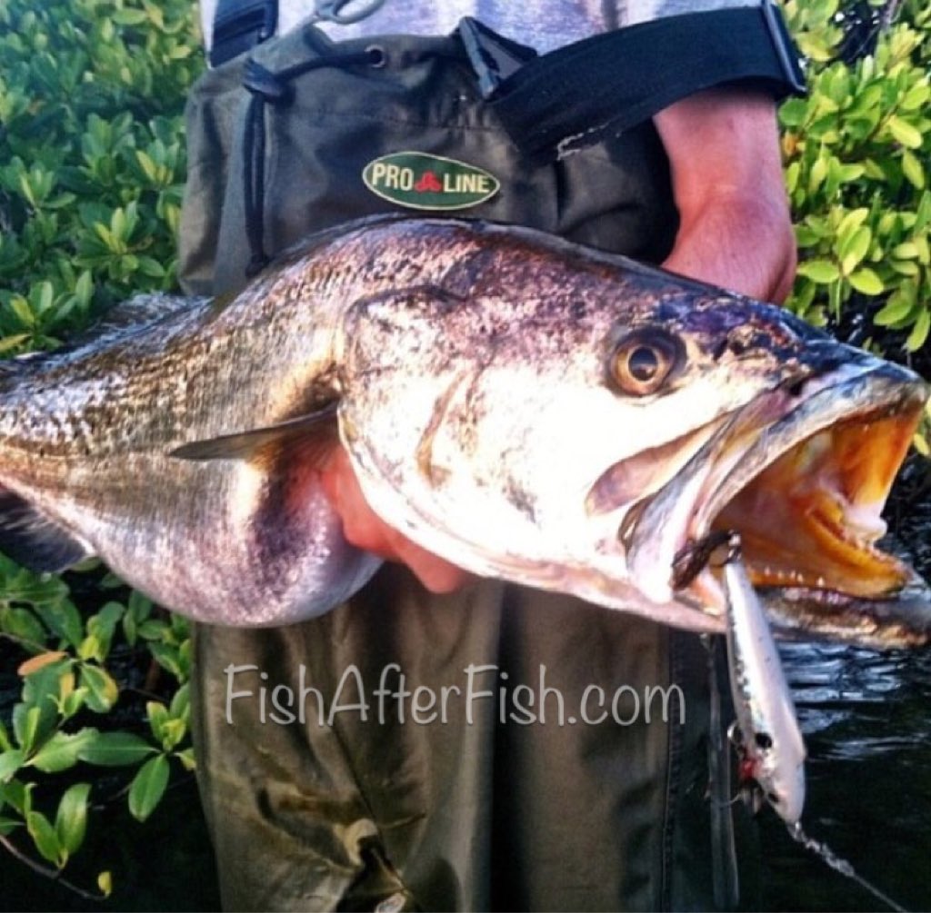 TCoastTackle's tweet photo. A true #gator!

https://t.co/xHVmJztkWZ

#gatortrout #fishing #trout #fun #unfairlures #ripnslash #fishafterfish https://t.co/PTRbgu8BhK