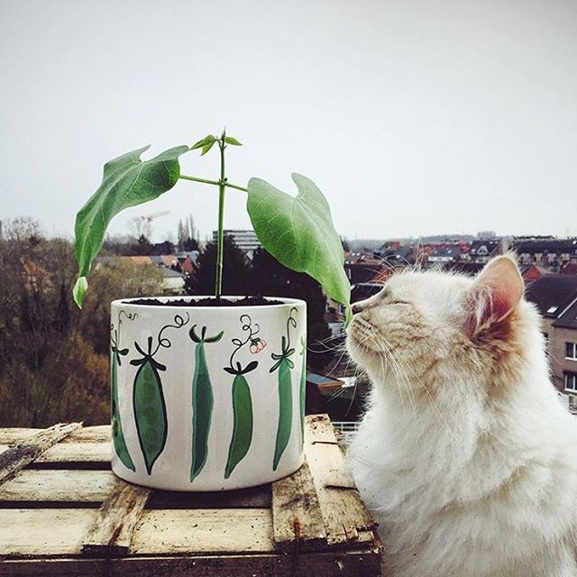 flyingtigerit's tweet photo. Miaooo!!!
#TigerSpringHasSprung foto via ig by 📸 @curlycupke https://t.co/aldCZAJ9u9