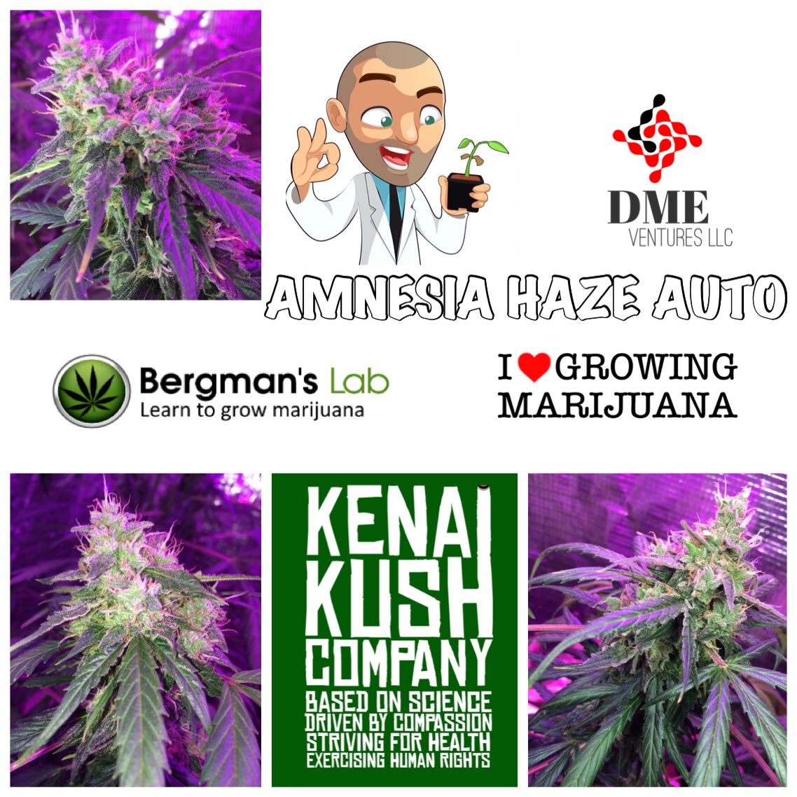 Kenai Kush Review (Update)
@ilovegrowingmarijuana 
ILGM STRAIN: Amnesia Haze Auto
Day 33 from seed! Yes, from SEED!