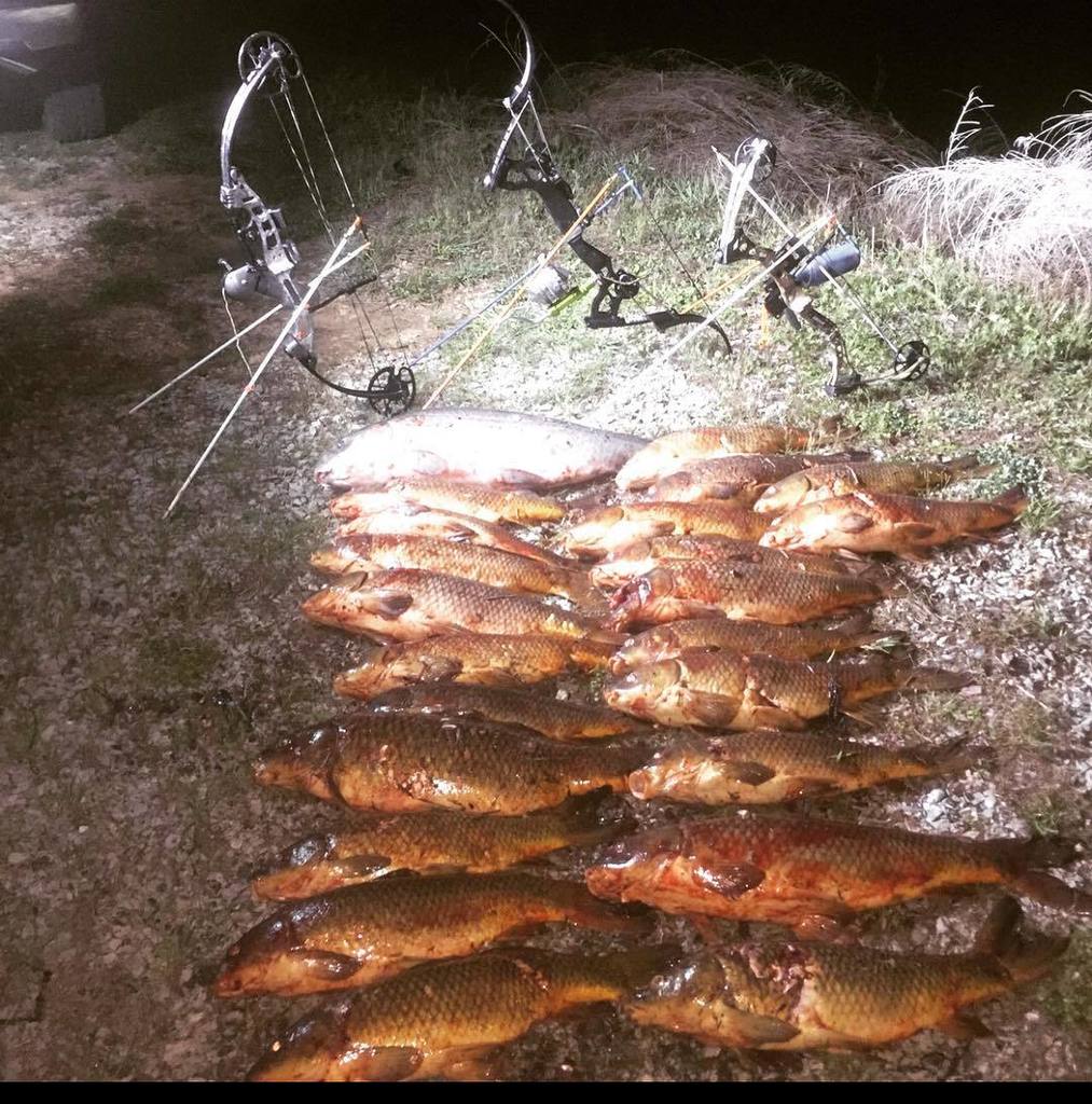 Bowfish247365's tweet photo. Fan Photo Submission by: wky_bowfishing > Look at that herd of buffalo! #wkybowfishing #outdoors #bowfishing #amsbo… https://t.co/XRrZNqKPAb