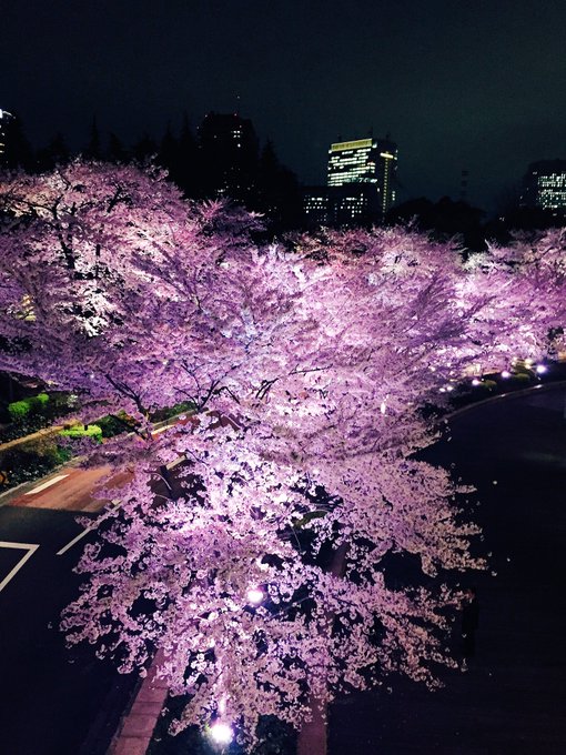 ミッドタウンの桜きれい、、 写真は芹野(￣▽￣)♡♡♡ https://t.co/3qLUxqJ237
