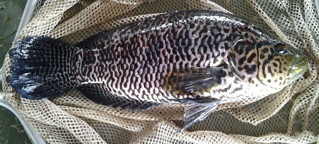 ReelEmIn4Rotary's tweet photo. Nonnative #Fish Catch, Click and Report #photo #contest kicks off in #Florida April 1st #ivegot1@myfwc https://t.co/VrqpLhAn72