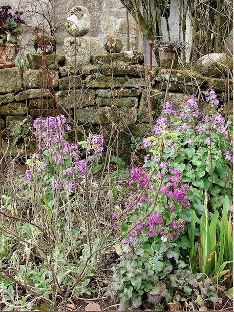 Wild_Crocus's tweet photo. So cheerful. #honesty does pay!! #oldfashioned #plants,#rusticgarden, #cornwall. Natural #springcolour inspiration https://t.co/48aSCqfiT3
