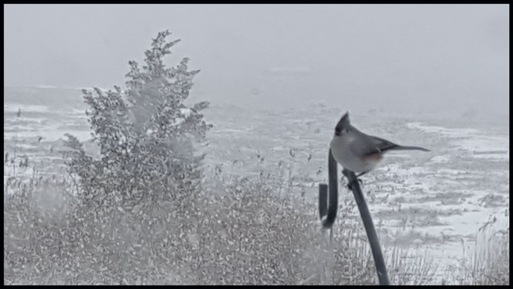danamorris's tweet photo. Second day of April snow! #ColdBird https://t.co/XgwiNhYmHG