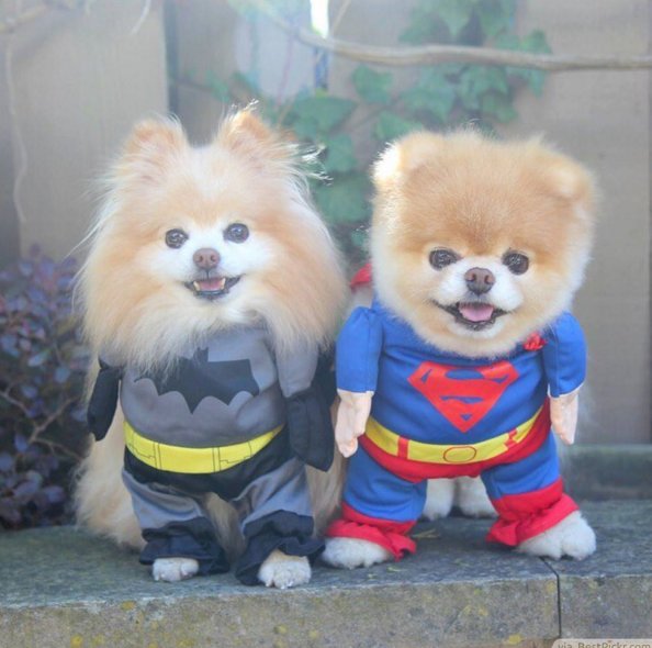 Rafaela_Taylor3's tweet photo. Haha😻😂 Who is the cutest? Superman or Batman?😼 #BatmanvSuperman #batmandog #supermandog #superdog #superdogs https://t.co/teVsSl8phE