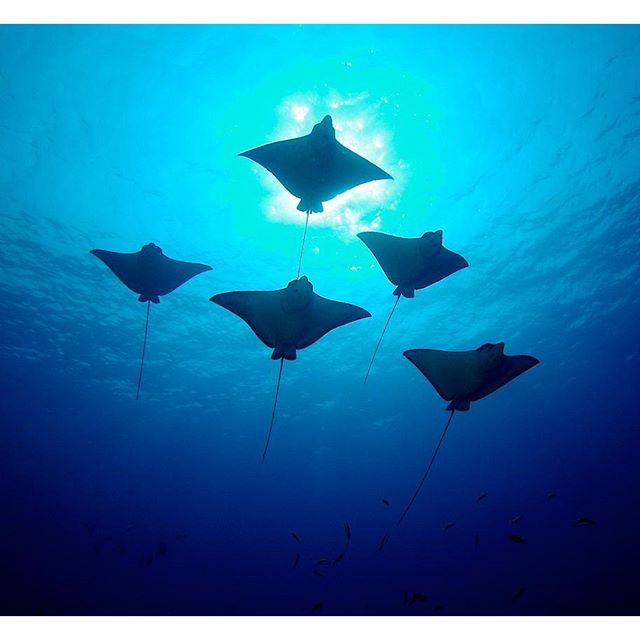 PADI's tweet image. "What a moment!" says 'luminousdeep' who snapped this perfect formation of rays. More at shout.lt/bvFbm