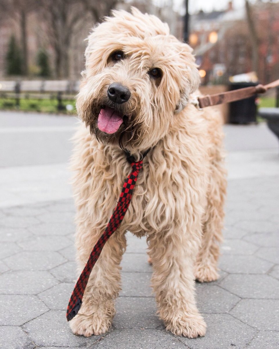 thedogist tweet picture