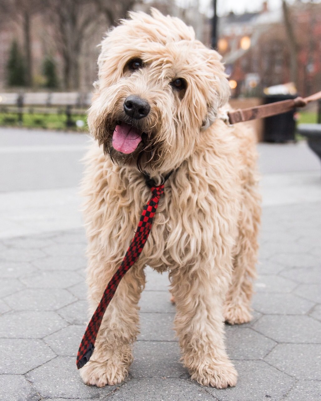 Wheaten terrier hotsell goldendoodle mix