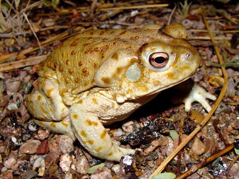 yourvetfox's tweet photo. Beware of Bufo toads-Rinse and WIPE out a pets mouth after ingestion of venom and see your vet!!! https://t.co/xdAlBDWIlR