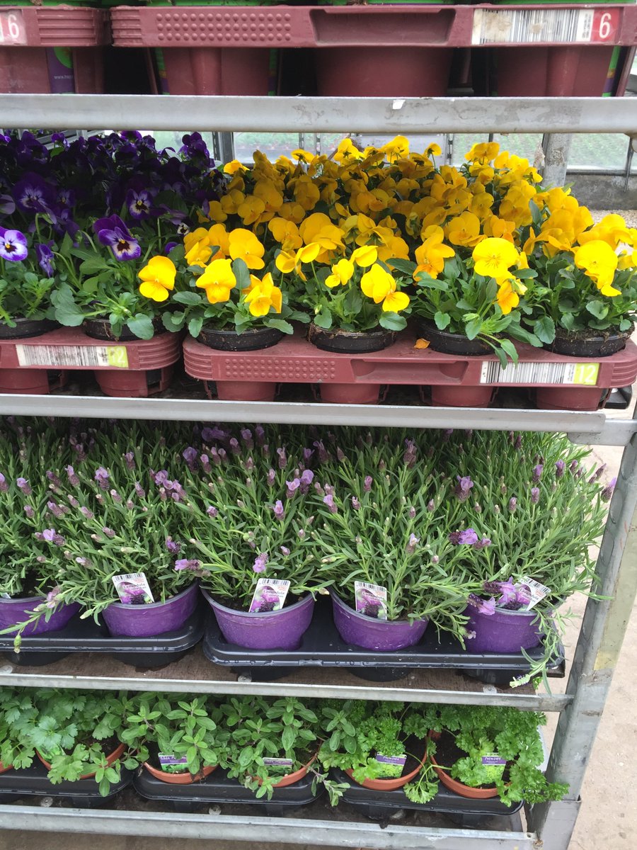 Eenjarigen en Violen samen.