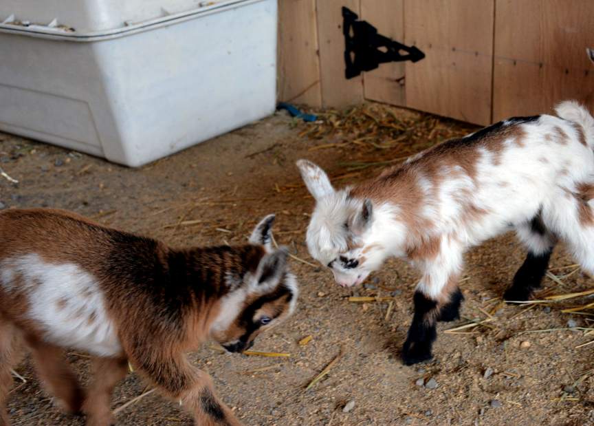 Goat power: mowing #greencemeteries the natural way. tinyurl.com/hv2ue2t #greenburial #naturalburial