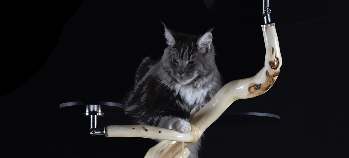 CARIPOREL's tweet photo. Qui est le Maine Coon?
https://t.co/1v5aS3Z5sv https://t.co/mwHOvdlSCc