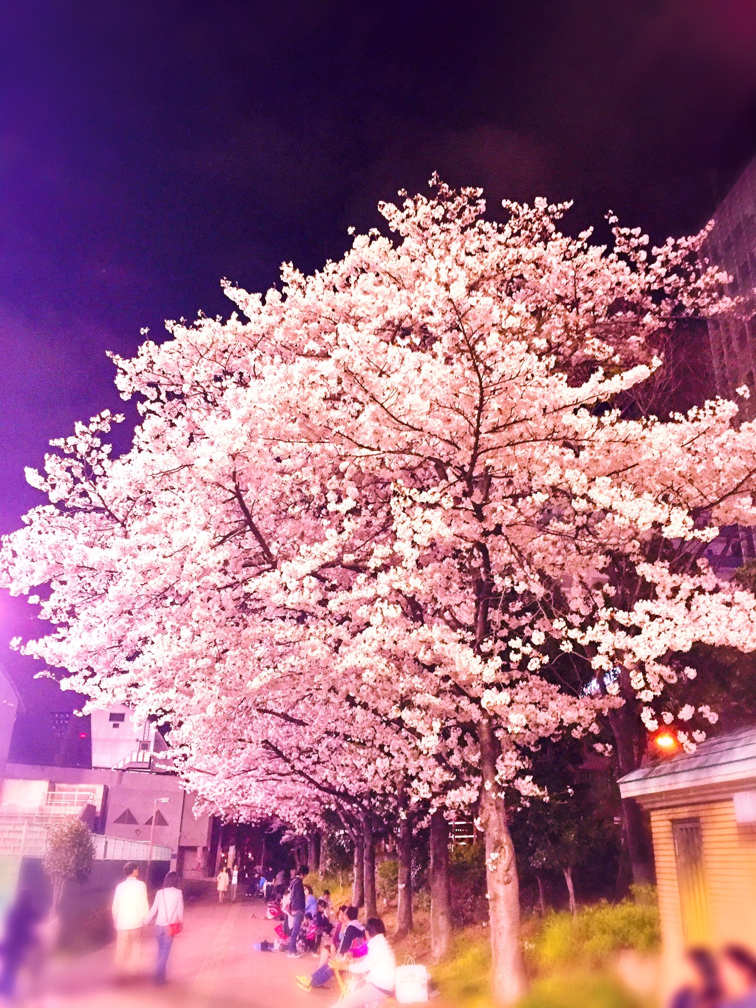 矢巻正輝 大阪 靭公園の夜桜 花見 いいえ 通りすがりなのがもったいない T Co 1nupexmuqy Twitter
