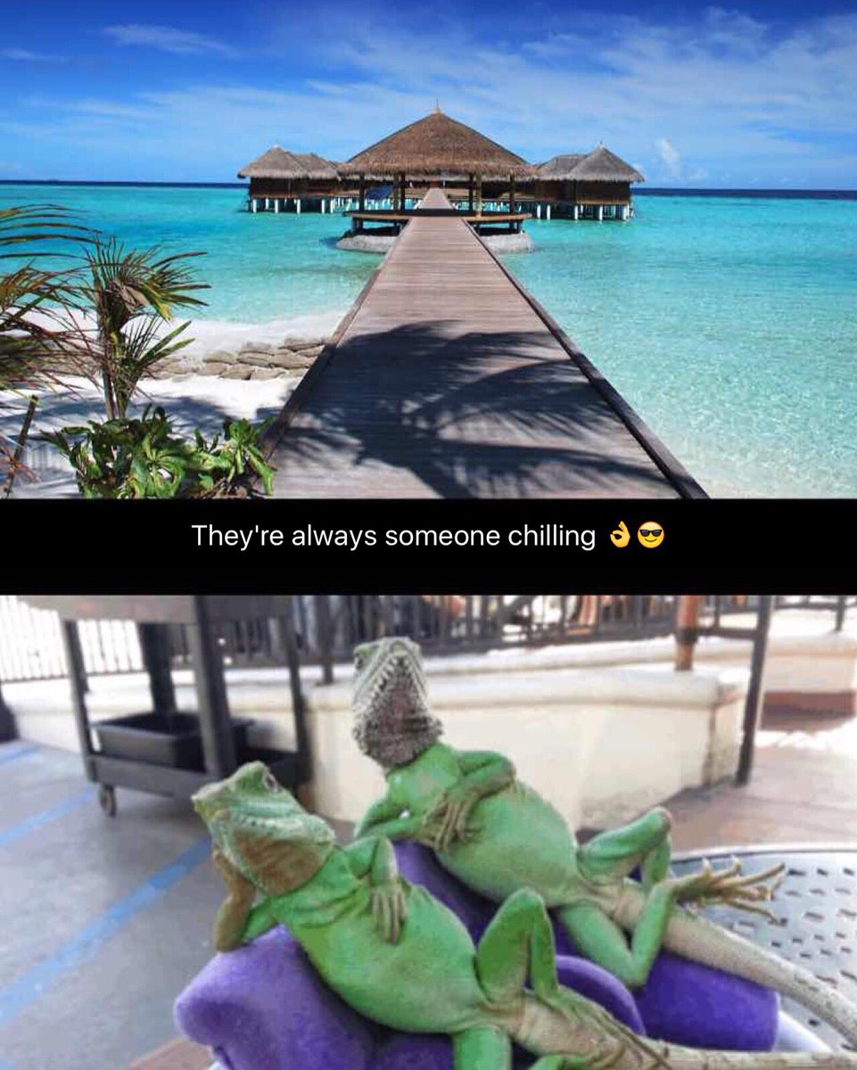 WepicApp's tweet image. They're always someone chilling 😎👌