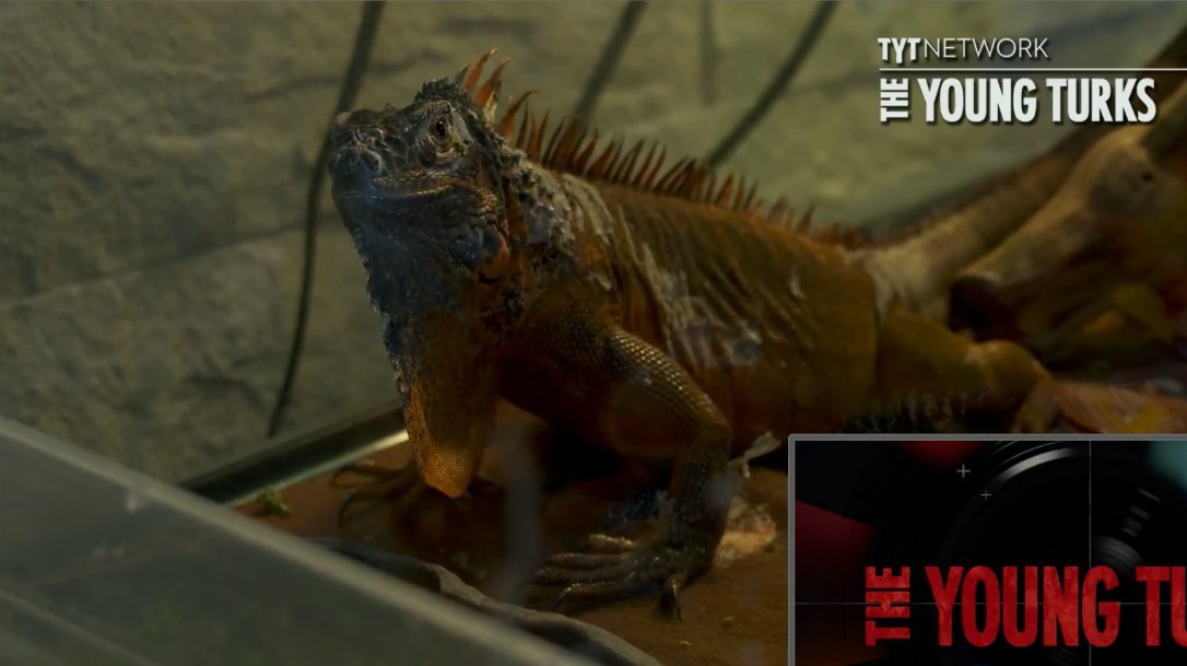 TYTLizard's tweet photo. I'm a big boy and I need a big home. Can you help? #FundTheLizard #tytlive https://t.co/RW8q8zr82P https://t.co/UTNWrxgnRY