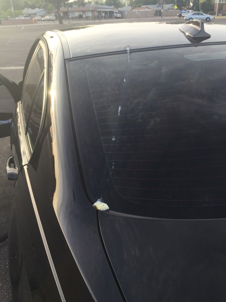 HerrmannIns's tweet photo. Maybe this bird thought I was in his parking space. #Tempe #Mesa #MesaAquatics https://t.co/3YBN0VdIaF