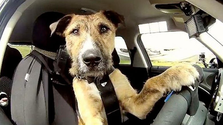 ACI_Italia's tweet photo. Le regole per viaggiare in #auto con il #cane su @lautomobile_ACI https://t.co/rUX4IPsjep #BentornataLAutomobile https://t.co/ejfp6AD2Yb