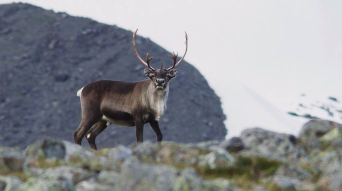 Join the call of the wild in Makers Only presents: Future Mountains

vimeo.com/157316420