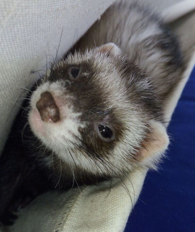 CladiaCardena's tweet photo. The curtain is my hammock 2.
#ferrret #ferrets #ferrertsofinstagram #instaferret #ferretgram #ferretrules #ferretm… https://t.co/Pp17TSb03j