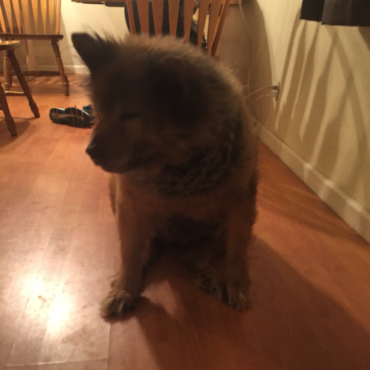 dogs_dig's tweet photo. Falling asleep standing up! #DogsDig #SapphoBear #DailyDog #DogOfTheDay #DogsOfTwitter #Chow #GermanShepherd https://t.co/TMaPXMl4Sd