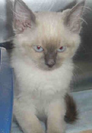 CityMinneapolis's tweet photo. Kittens up for adoption Wed. starting at 3 p.m. at Minneapolis Animal Care and Control. https://t.co/9NYGm0TmQg https://t.co/taZVzfkwqH