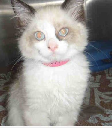 CityMinneapolis's tweet photo. Kittens up for adoption Wed. starting at 3 p.m. at Minneapolis Animal Care and Control. https://t.co/9NYGm0TmQg https://t.co/taZVzfkwqH