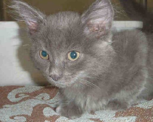 CityMinneapolis's tweet photo. Kittens up for adoption Wed. starting at 3 p.m. at Minneapolis Animal Care and Control. https://t.co/9NYGm0TmQg https://t.co/taZVzfkwqH