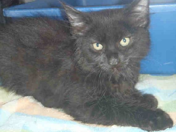 CityMinneapolis's tweet photo. Kittens up for adoption Wed. starting at 3 p.m. at Minneapolis Animal Care and Control. https://t.co/9NYGm0TmQg https://t.co/taZVzfkwqH