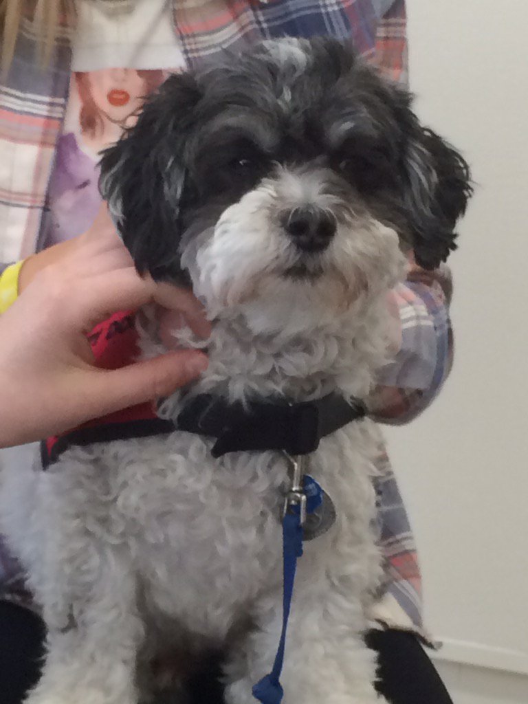 nicolsonspeced's tweet photo. Feeling better already! Thank you Therapeutic Paws of Canada!! https://t.co/ei2aXNmeE8