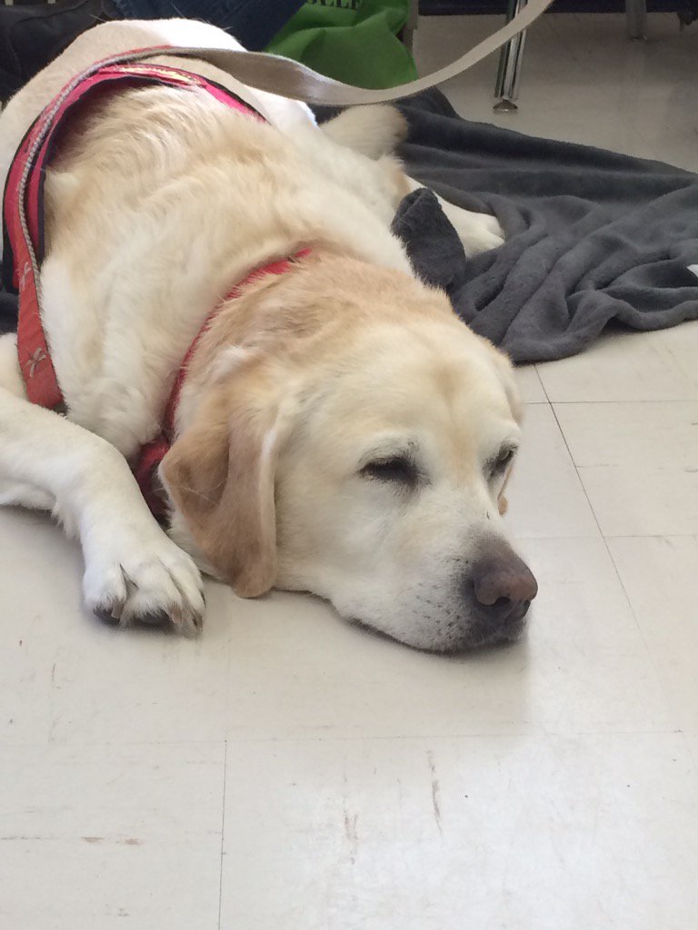 nicolsonspeced's tweet photo. Feeling better already! Thank you Therapeutic Paws of Canada!! https://t.co/ei2aXNmeE8